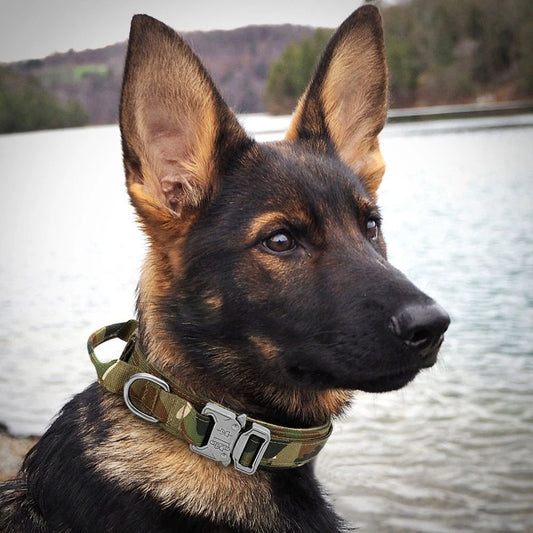 Heavy Duty Tactical Dog Collar – Adjustable Nylon Collar with Metal Buckle